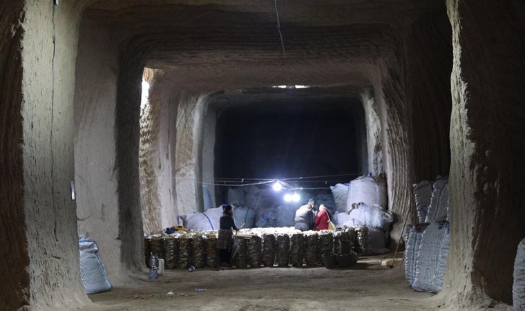 Üçüncü ayda ekiliyor, onuncu ayda hasat ediliyor! 1 milyon 600 bin ton ürün…