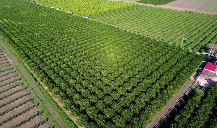 Adana’da hasat devam ediyor: 340 bin dönüm alanda 1 milyon 350 bin ton rekolte…