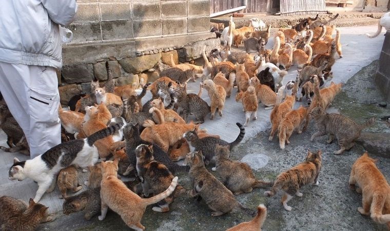 İnsan sayısını 6’ya katladı! Kedi adası Aoshima