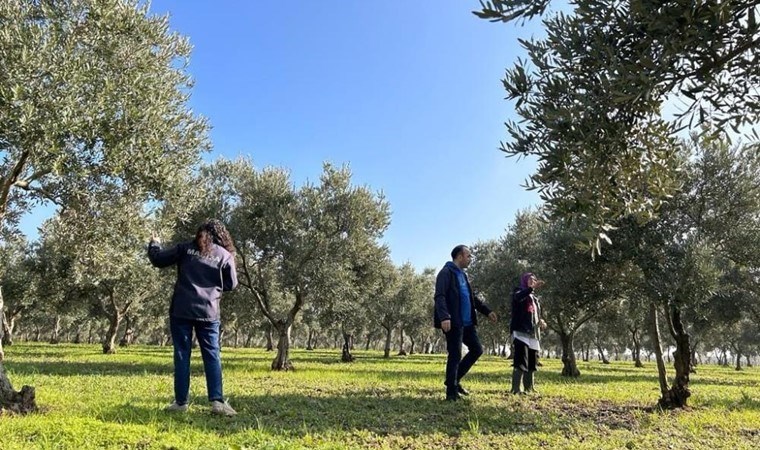 Manisa’da hasat tamamlandı: 22 bin 648 ton üretim ile  Türkiye’de 1. sırada