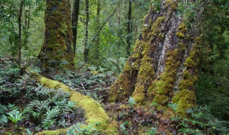 Dünyanın en yaşlı ormanı keşfedildi: ‘Yüz milyonlarca yıllık…’