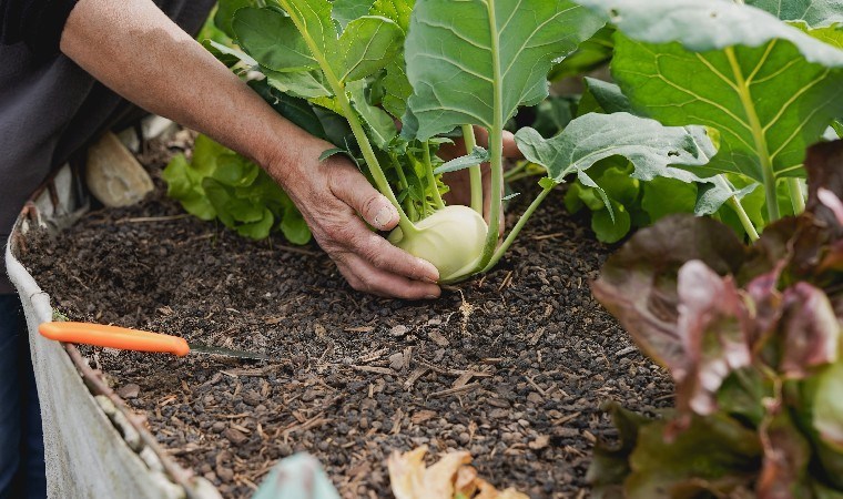 Lokman Hekim yiyemiyorsan tarlasından geç diyerek öneriyor: Vücuttaki toksinleri söküp atıyor