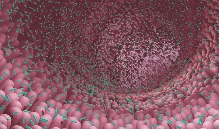 5 buçuk milyon genetik dizilim incelendi! Sindirim sisteminde yeni yaşam formu!