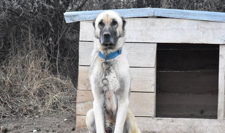 Mevsimler kaydı: ‘Kangal’lar kışlıklarına bürünemedi