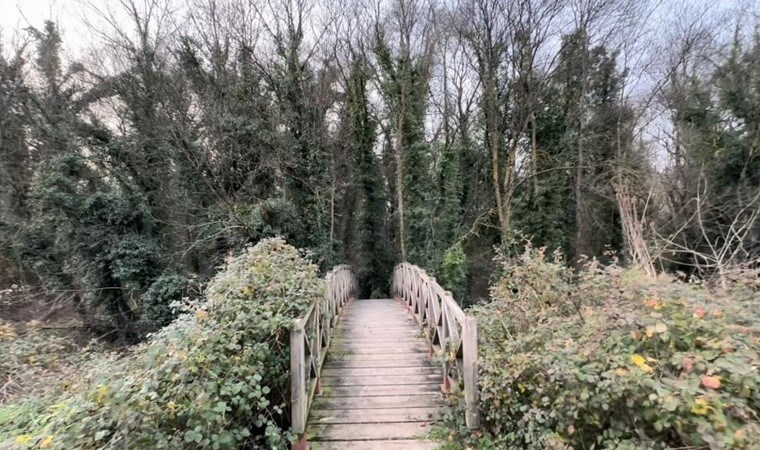 Bu ormana bilim insanı olmayan giremez! 121 hektarlık orman Türkiye’de bulunuyor…