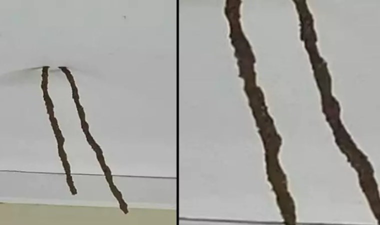 Tavandan sarkanın ne olduğunu öğrenince büyük şok yaşadı