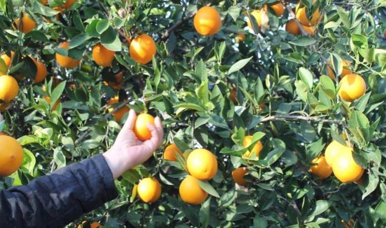 Magarsus’un vitamin deposu: Bahçede 3 TL, markette 45 TL