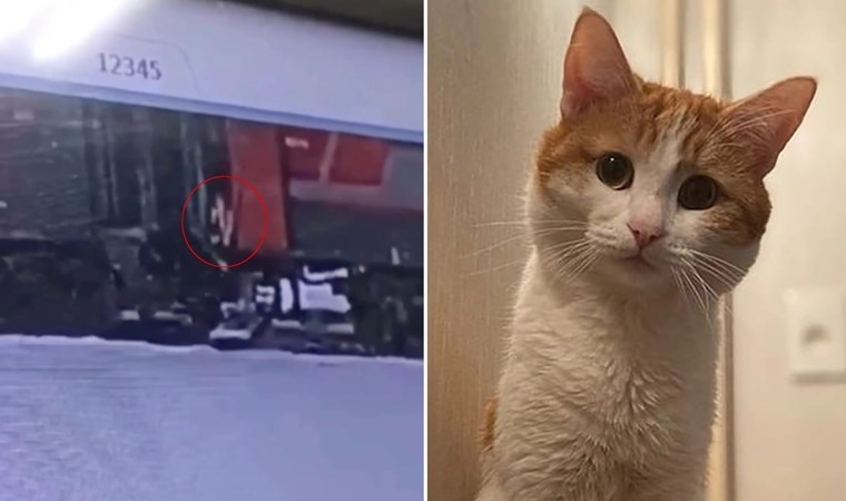 ‘Sahipsiz’ zannettiği kediyi trenden attı: Donarak ölmesine sebep oldu