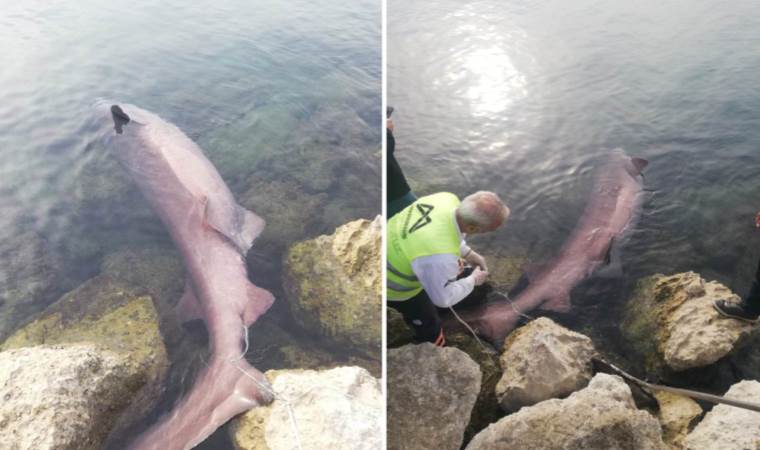 Mersin’de ölü altı solungaçlı köpekbalığı kıyıya vurdu