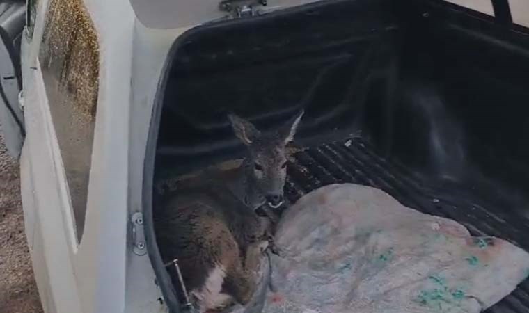 Sulama kanalına düşen karaca yavrusu kurtarıldı