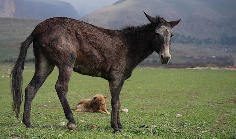 Sokak köpeğiyle sakat katırın dostluğu duygulandırdı: Her türlü tehlikeden koruyor