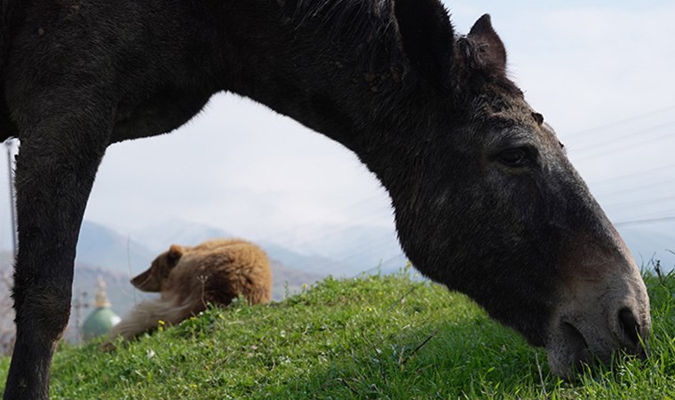 Sokak köpeğiyle sakat katırın dostluğu duygulandırdı: Her türlü tehlikeden koruyor