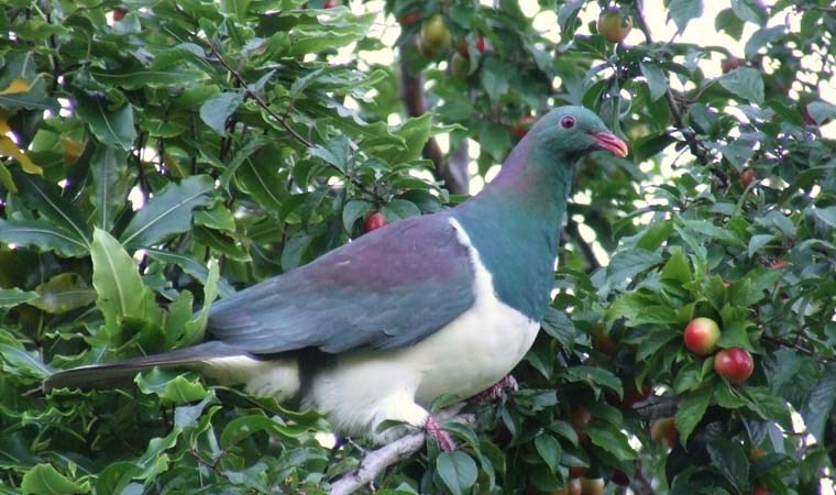 Doğanın doğal sarhoşları: Kereru Güvercinleri