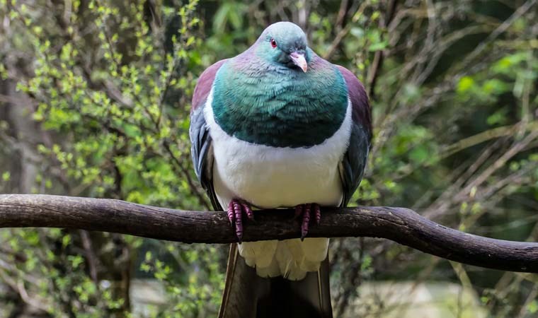 Doğanın doğal sarhoşları: Kereru Güvercinleri