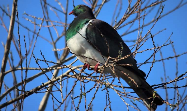 Doğanın doğal sarhoşları: Kereru Güvercinleri