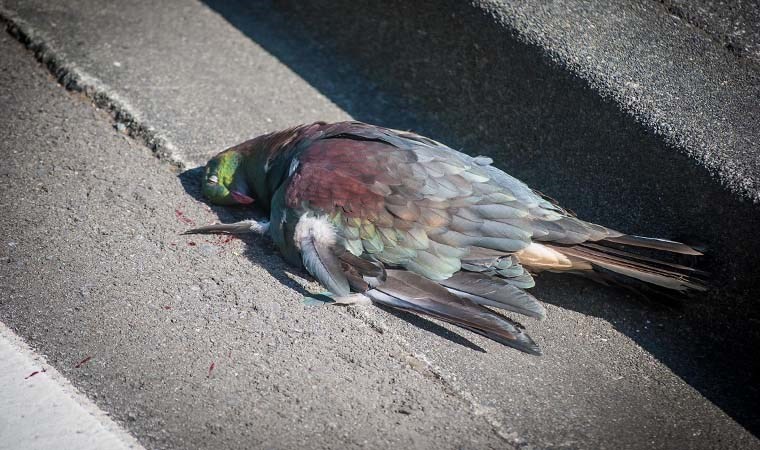 Doğanın doğal sarhoşları: Kereru Güvercinleri