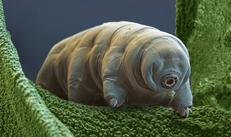 Uzayda hayatta kalabilen Tardigradlar ‘fıçı haline’ geliyor