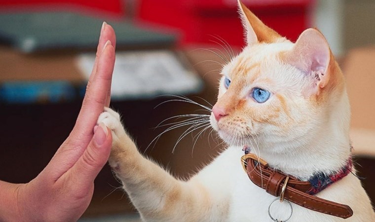 Kedi hastalığı FIP nedir? FIP belirtileri neler?