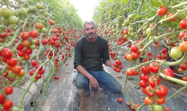 Mersin’de hasat başladı: 175 bin ton rekolte bekleniyor! Tarlada kilosu 24 lira