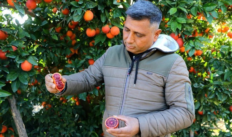 Bu portakaldan kan akıyor! Adana’da hasat ediliyor, dönüm başı 60 bin lira kazandırıyor…