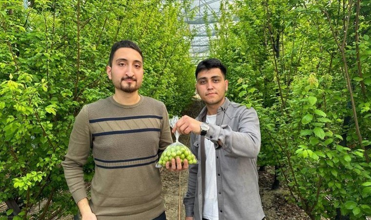 İlk hasadı yapıldı: Fiyatı altın ile yarışıyor! Arap şeyhlerinin gözü bu serada…