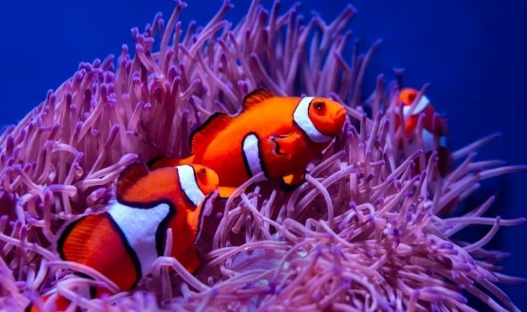 Japon bilim insanları araştırdı: Nemo’lar yalnız kalmayı seviyor