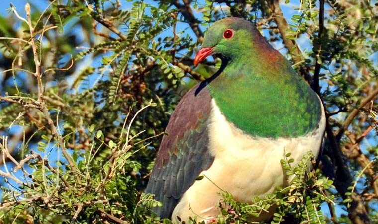 Doğanın doğal sarhoşları: Kereru Güvercinleri