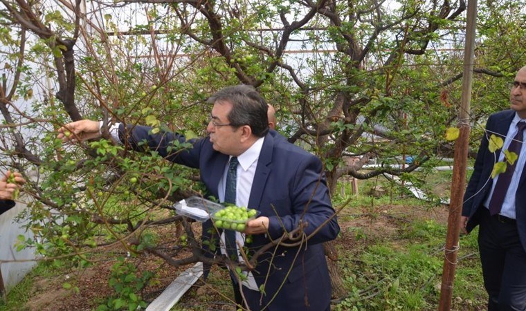 Mersin’de temsili hasat: Kilosu 150 dolar! Dubai’ye gönderilecek….