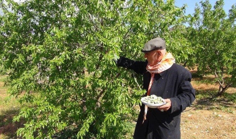 Türkiye’de ilk hasadı Mersin’de başladı: Kilosu 1000 TL!