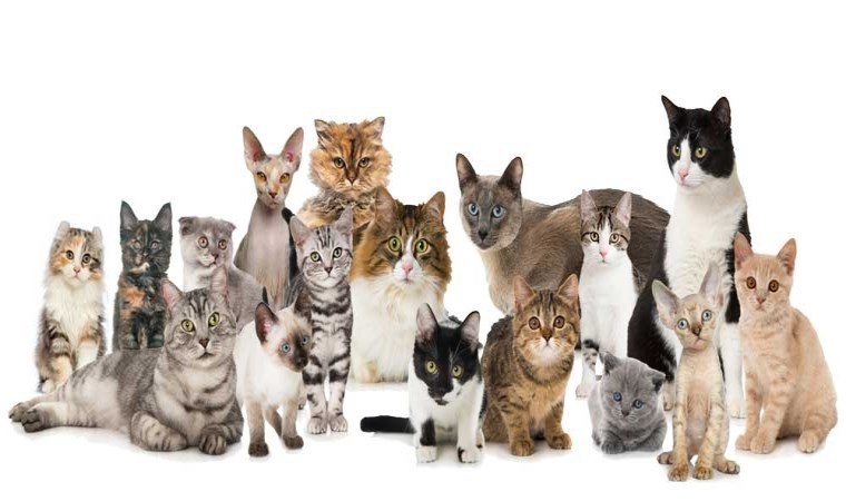 Kediniz mutlu olduğunu nasıl anlatır? İşte kedi dilini anlamanın sırları…