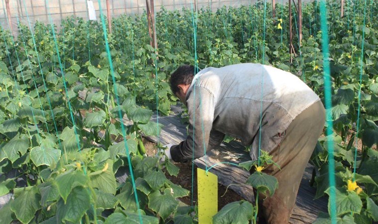 Antalya’da hasat fiyat tartışmaları ile sürüyor! ‘Tarlada 1 liraya satıldı şimdi manavda 70 lira!’
