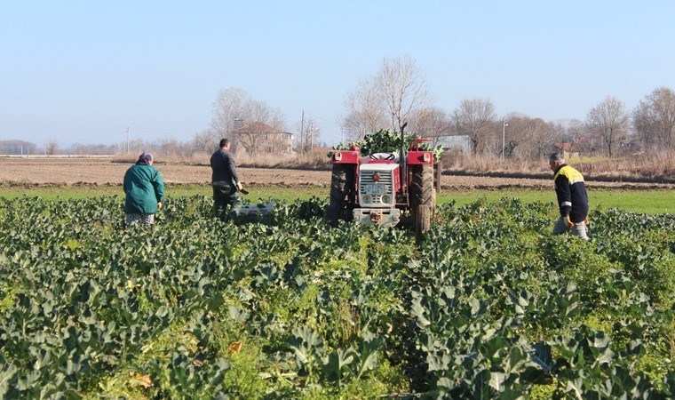 Bafra Ovası’nda üçüncü hasat başladı: 12 tondan fazla rekolte bekleniyor! Kilosu 10 lira…