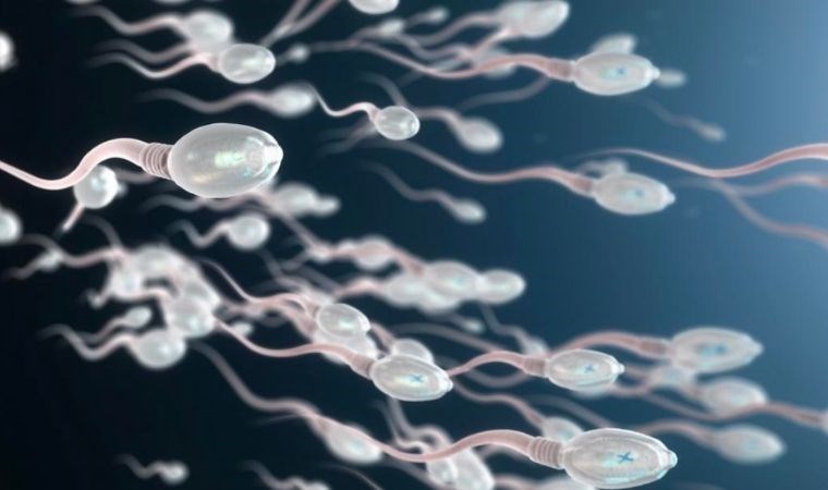 Ultrason ile sperm hızının artırılabildiği ortaya çıktı