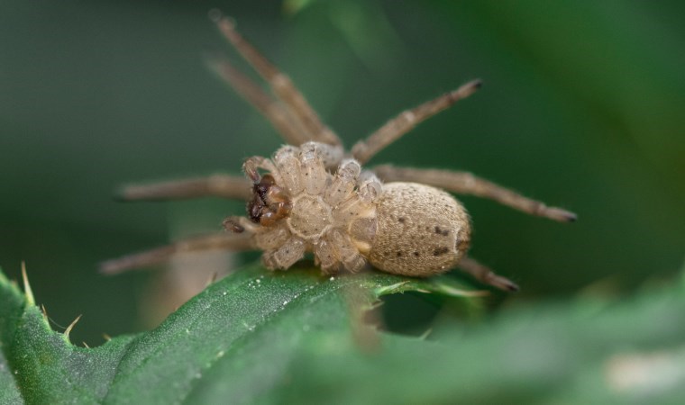 Güzellik değil besleme uykusu…