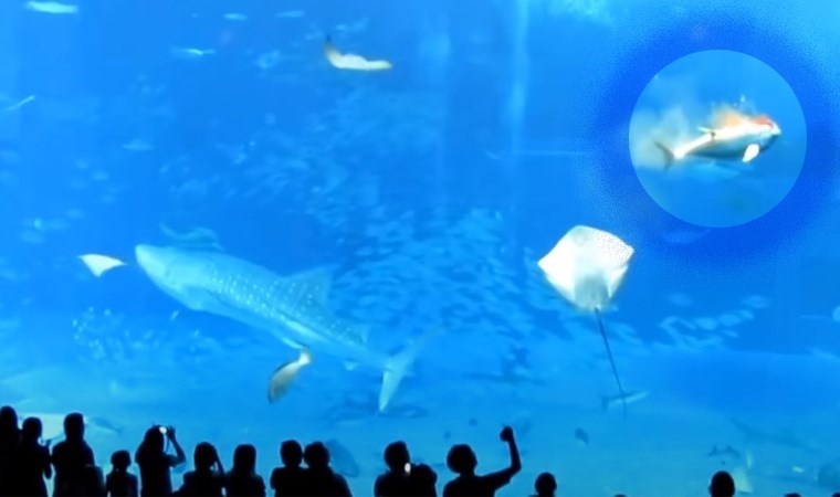 Dev akvaryumda trajik olay… Herkesin gözü önünde kendini öldürdü!