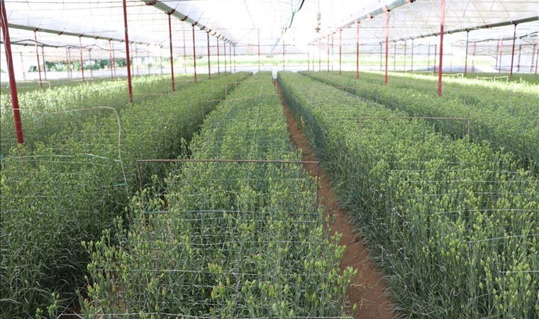 Antalya’da hasat hareketliliği: Zamanla yarışıyorlar! 70 milyon ürün ihraç edilecek….