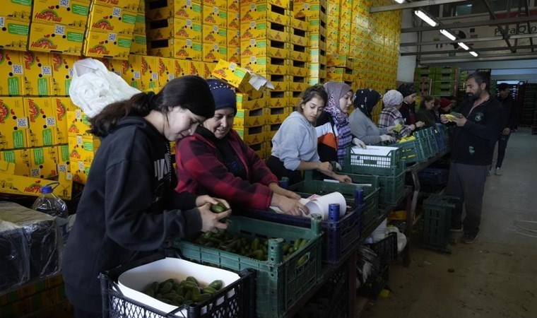 Hasadın en az olduğu dönemde Rusya’ya 1 tır dolusu gönderildi! Kilosu 5 dolardan yok satıyor…