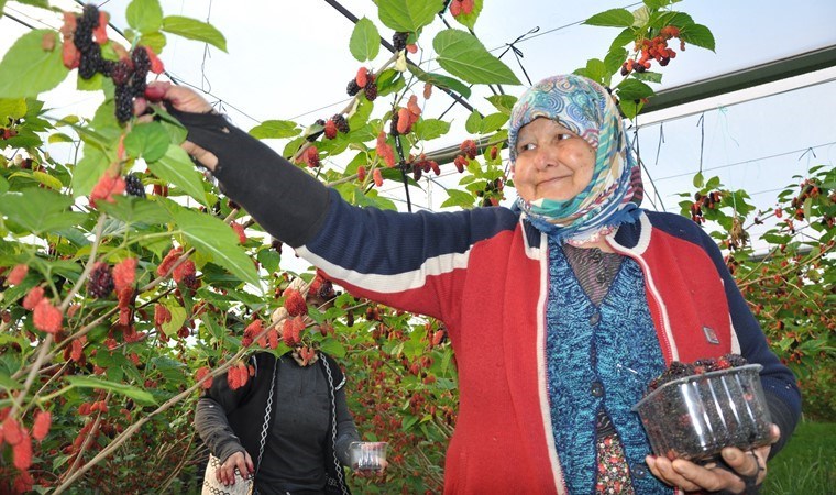 Silifke’de hasat başladı: Kilosu 70 TL! Hedef 30 ton…