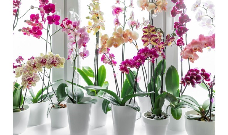 Orkideleriniz göz kamaştırsın! İşte orkide bakımının 8 püf noktası…