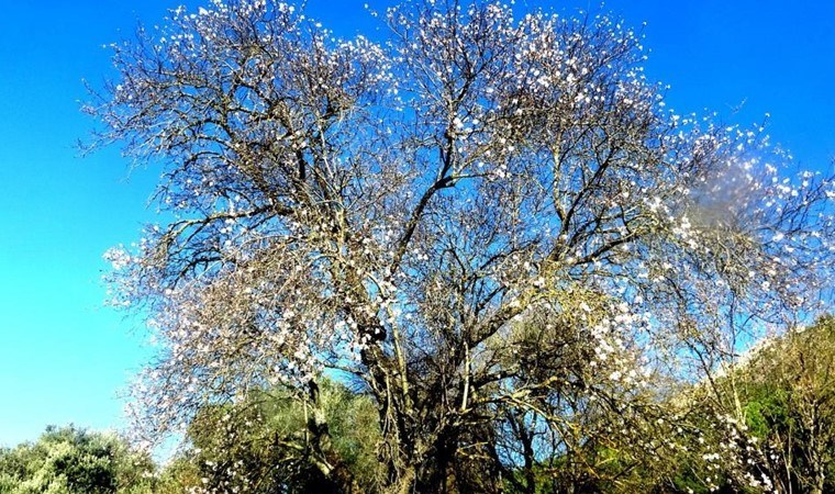 Muğla’da hasat erken geliyor! Şubat ayında çiçek açtı…