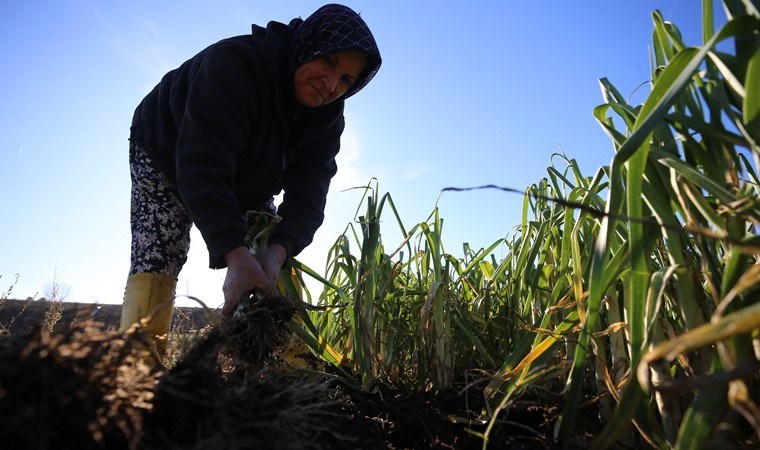 Istranca Dağları’nın eteklerinde yetişiyor! Kadınlar elleri sızlayarak hasat ediyor: Kilosu 15 lira