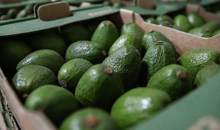 Alanya’da 15 kasa avokado çalan 2 kişi yakalandı