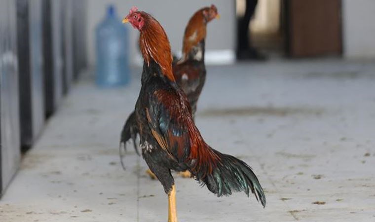 Denizli’de horoz dövüştüren 108 kişiye para cezası verildi