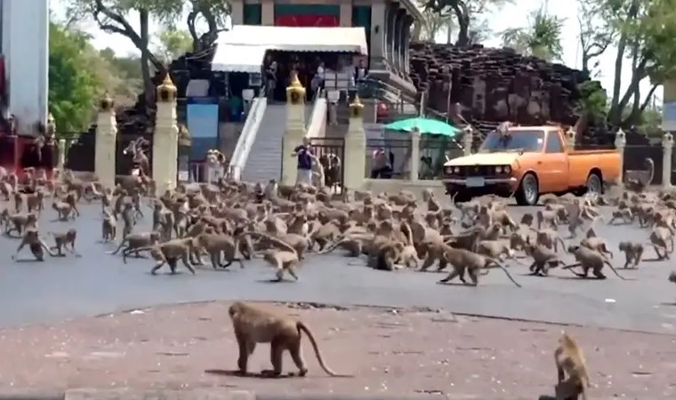 Maymunlar istila etti: ‘Hayalet kente dönüşecek’