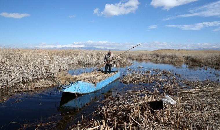 40 yıldır özel izinle bu işi yapıyor! Geleneksel yöntemlerle hasat yapıyor…