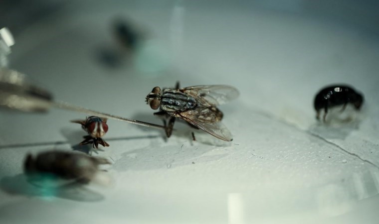 Çözülemeyen cinayetler ‘dedektif böcekler’le aydınlatılıyor