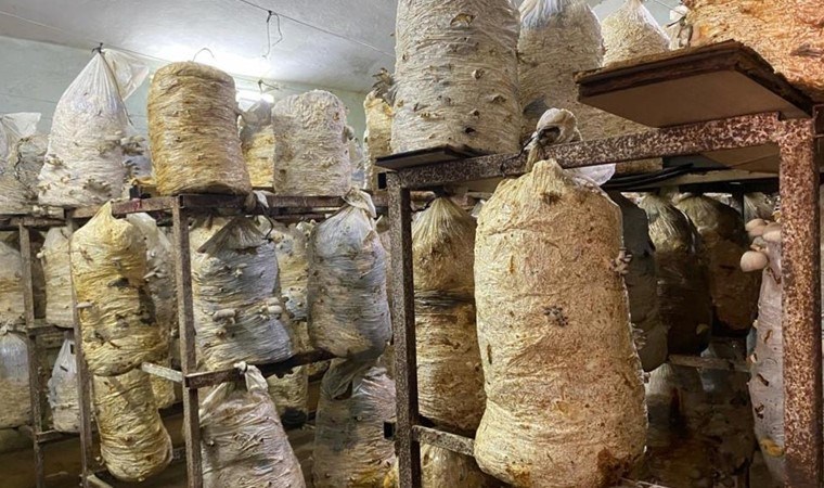 Okul sınıfını üretim tesisine çevirdi: 3 ton ürün alıyor…