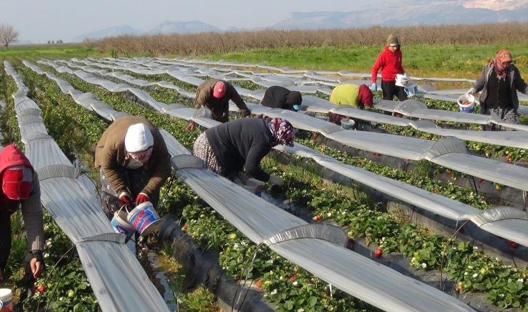 Silifke’de yılın 12 ayı hasat ediliyor: Kilosu 70 lira! 3 bin ailenin geçim kaynağı