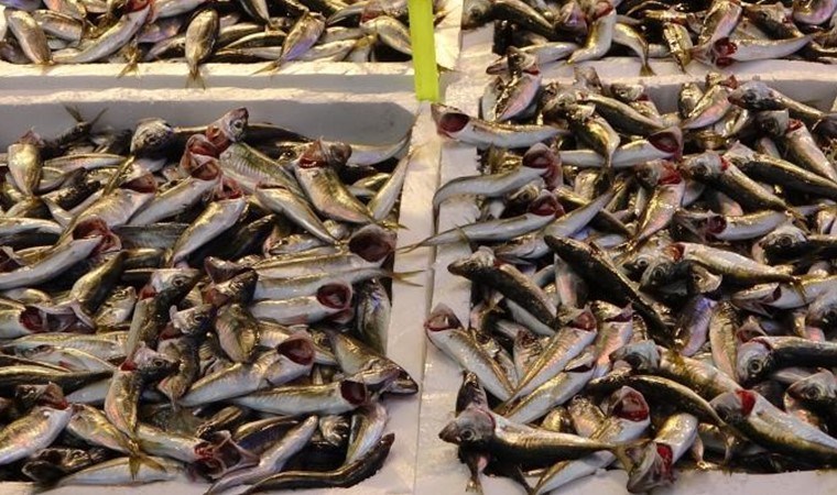 Ne hamsi ne palamut! Tezgahların yeni kralı belli oldu: Kilosu 50 TL…