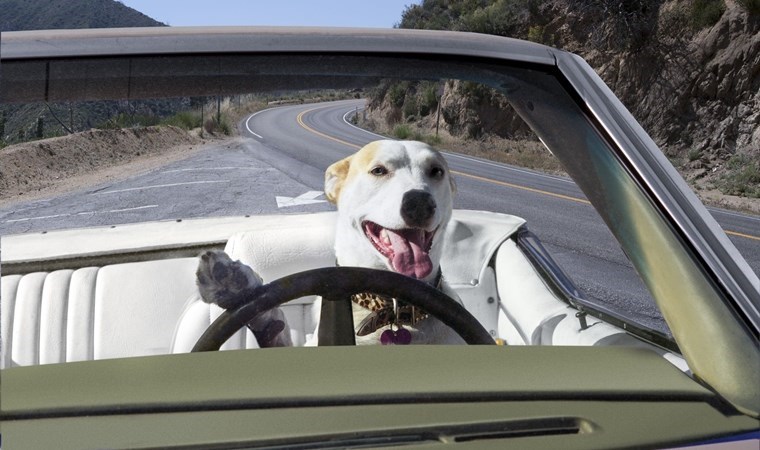 Direksiyon başındaki köpek hız ihlali yaptı: Trafik denetlemesinde yakalandı…